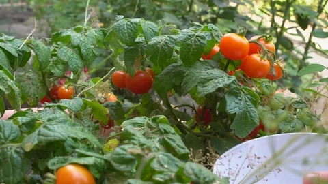 Young woman picking red cherry tomatoes and putting them into bowl. By bed in Stock Footage 87864969