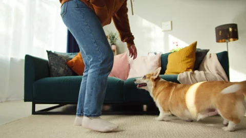 Young woman playing with corgi dog close-up. Handler strocking her golden puppy Stock Footage 166316661