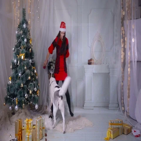 Young woman playing with dog near christmas tree Stock Footage