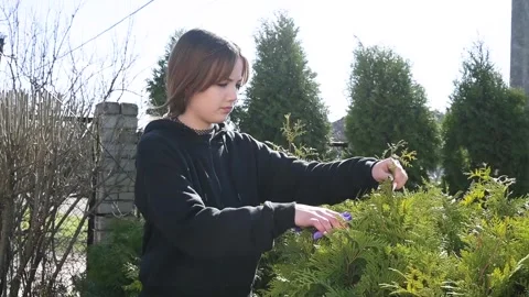 Young Woman Pruning and Shaping Evergreen Thuja Bushes in Sunny Garden Landscape Stock Footage 345726545
