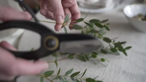 Young woman pruning eucalyptus with scissors Stock Footage 154921378