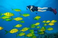Young Woman Scuba Diver Exploring Sea Bottom Stock Photos