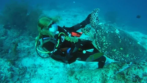 Young woman scuba diver swim next a Hawksbill sea turtle Stock Footage