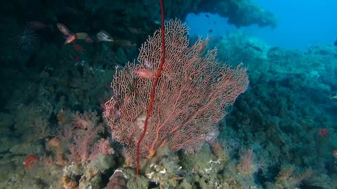 Young woman scuba diver swims near cave with school of fish Pinecone Soldierfish Stock Footage