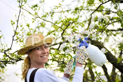 Young woman spraying apple tree Stock Photos