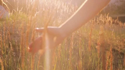 Young Woman touch the grass at Sunset 库存影片 70839989