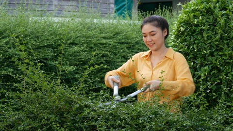 Young woman using big scissors cutting and trimming plant in garden at home Stock Footage 155884660