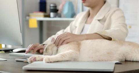 Young woman using computer working from home with sleeping cat on the table Stock Footage 156234460