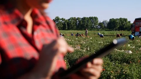 Young woman using digital tablet during Tomatos harvesting Stock Footage 80123187