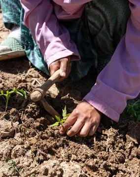 Young Woman Using a Small Digging Hoe to Plant Tomato Seedlings in a Himach.. Stock Photos