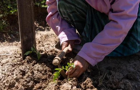 Young Woman Using Small Digging Hoe to Plant Tomato Seedlings in Rural Hima.. Photos