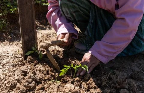A Young Woman Using Small Digging Hoe to Plant Tomato Seedlings in Rural Farm Stock Photos