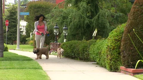 Young woman walking dogs in neighborhood Stock Footage