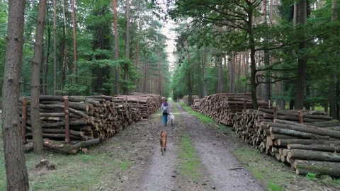 Young woman walking on path with two dogs in the forrest. Video stock 315217830