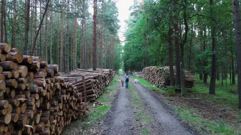 Young woman walking on path with two dogs in the forrest. Stock Footage 315217834