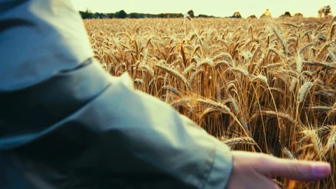 Young woman walking in slow motion through field touching with hand wheat ears. Stock Footage