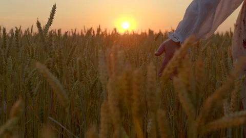 Young woman walking through summer wheat field Video stock 200048708