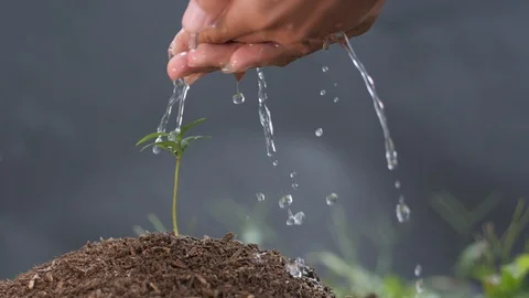 Young woman watering plant seeds with water dropping from her hands Slow Motion Stock Footage