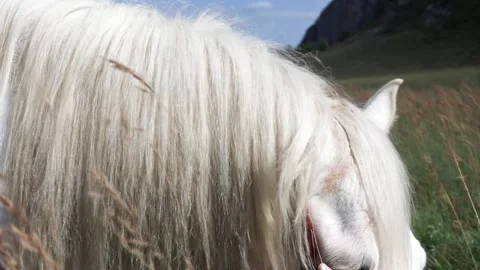 Young womans hand gently strokes the mane of a white horse in a serene meadow Stock Footage 314826170