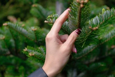 Young woman's hand holding fir tree branch with little buds on it - sof focus Stock Photos