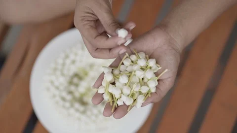 The young woman's hand is picking the white gardenia flower for the garland. Video stock 111149415
