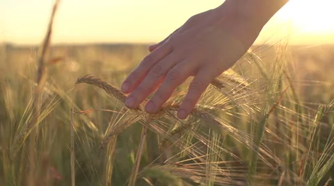 A young woman's hand running through wheat field. Girl's hand touching wheat Stock-Footage 53067220