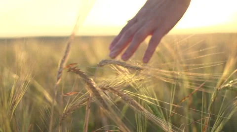 A young woman's hand running through wheat field. Girl's hand touching wheat Video stock 53067774