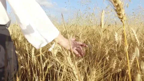 A young woman's hand running through wheat field. Stock Footage 75307721