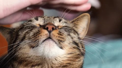 A young woman's hand strokes a striped cat. Stock Footage 170409986