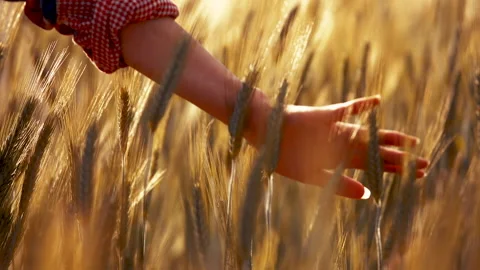 A young woman's hand touching the grass in a wheat field. Young farmer. Stock Footage 132138074