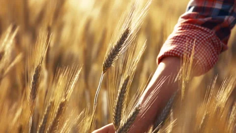 A young woman's hand touching the grass in a wheat field. Young farmer. Stock Footage 132138099