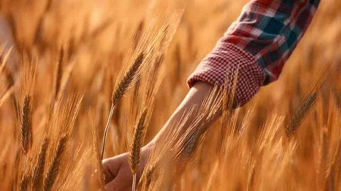 A young woman's hand touching the grass in a wheat field. Young farmer. Stock Footage 132138122