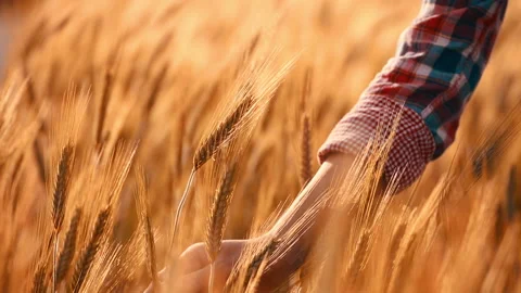 A young woman's hand touching the grass in a wheat field. Young farmer. Stock Footage 132138152
