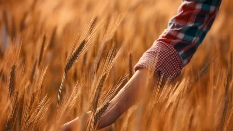 A young woman's hand touching the grass in a wheat field. Young farmer. Stock Footage 132138205