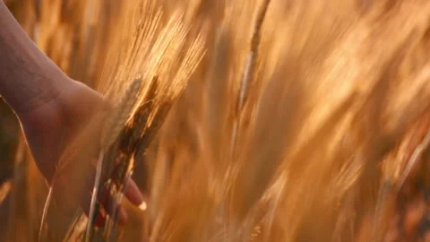 A young woman's hand touching the grass in a wheat field. Young farmer. Stock Footage 132138254