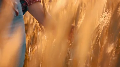 A young woman's hand touching the grass in a wheat field. Young farmer. Stock Footage 132138306