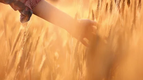 A young woman's hand touching the grass in a wheat field. Young farmer. Stock Footage 132138355