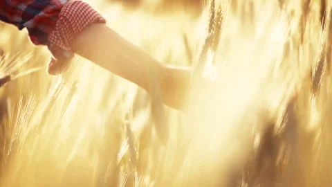 A young woman's hand touching the grass in a wheat field. Young farmer. Stock Footage 132138356