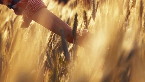 A young woman's hand touching the grass in a wheat field. Young farmer. Stock Footage 132138428