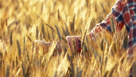 A young woman's hand touching the grass in a wheat field. Young farmer. Stock Footage 132139003