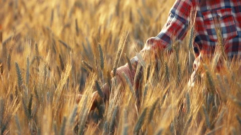 A young woman's hand touching the grass in a wheat field. Young farmer. Stock Footage 132139035