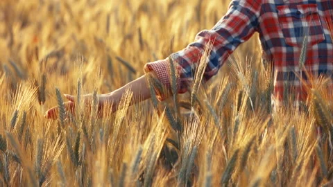 A young woman's hand touching the grass in a wheat field. Young farmer. Stock Footage 132139096