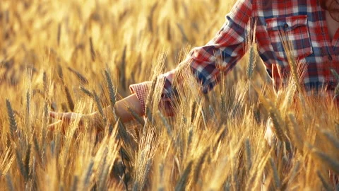 A young woman's hand touching the grass in a wheat field. Young farmer. Stock Footage 132139123