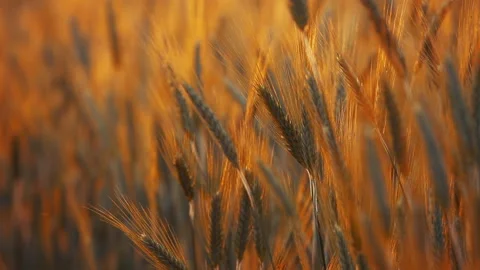 A young woman's hand touching the grass in a wheat field. Young farmer. Stock Footage 132139848