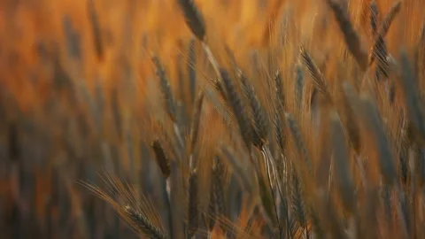 A young woman's hand touching the grass in a wheat field. Young farmer. Stock Footage 132139890