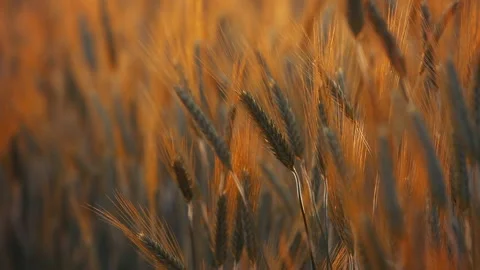 A young woman's hand touching the grass in a wheat field. Young farmer. Stock Footage 132139918