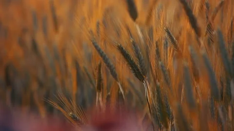 A young woman's hand touching the grass in a wheat field. Young farmer. Stock Footage 132139945