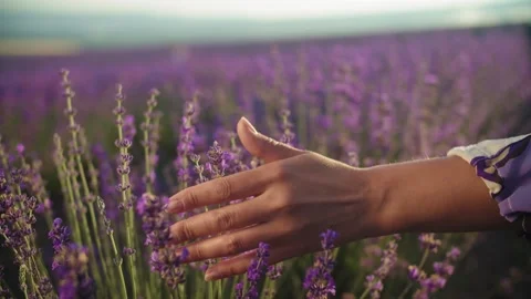 Young woman's hand touching lavender flowers. Blooming lavender field Stock Footage 144629166