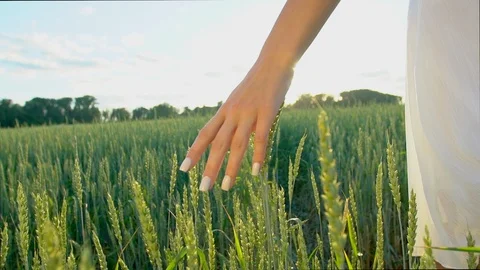 Young woman's hand, walking through wheat field in sunset. Girl's hand touching Stock Footage 96677754