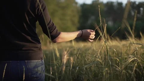 Young womans hand in wheat field Stock Footage 136919042